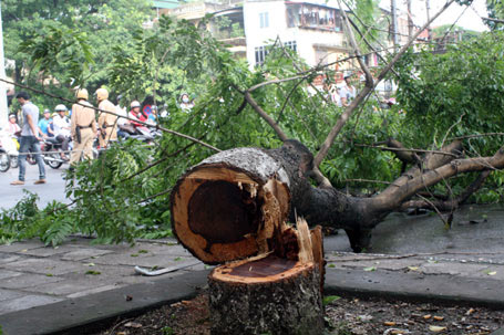 Tin tức trong ngày - Hà Nội: Không chặt hạ gần 4.000 cây sưa