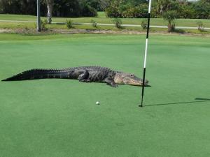 Thể thao - Tá hỏa vì cá sấu lên sân golf "tắm nắng"