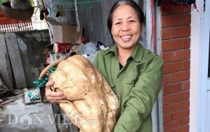 Tin tức trong ngày - Đi tưới rau, đào được củ đậu “khủng” 15kg