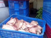 Video An ninh - Cá thịt thối tuồn vào trường học: Nhìn đã thấy... thối