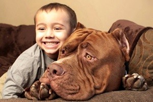 Video: Chú chó pitbull lớn nhất thế giới nặng 80kg