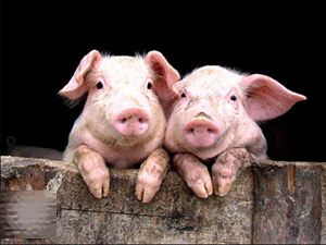 "Con Lợn" nó có khác "con Heo" đấy bà con