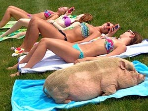 Cười 24h - Những con lợn sướng như... con heo