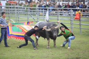 Tin tức trong ngày - Những giọt mồ hôi trên sới chọi trâu