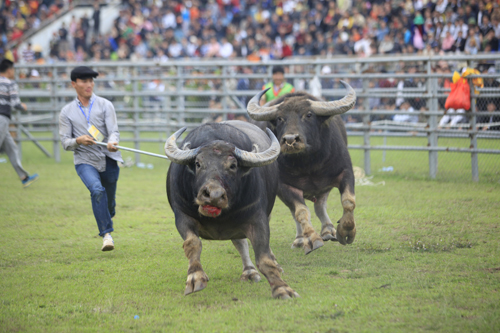 Tin tức trong ngày - Dính đòn hổ lao vẫn thắng, “chiến ngưu” chạm một chân tới "ngôi vương"