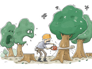 7 lý do để ủng hộ việc chặt cây ở Hà Nội