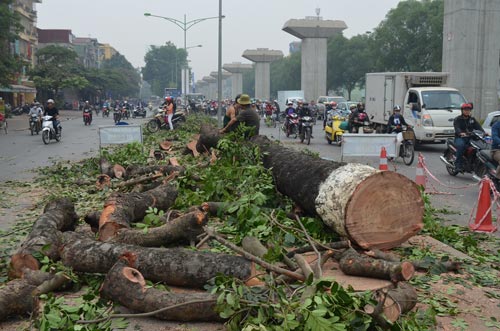 Vụ 6.700 cây xanh: Hà Nội không chặt hạ "hàng loạt"