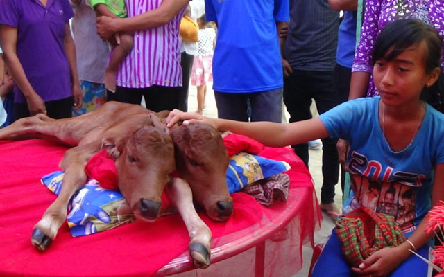 Tin tức trong ngày - Người dân đổ xô xem bê 2 đầu