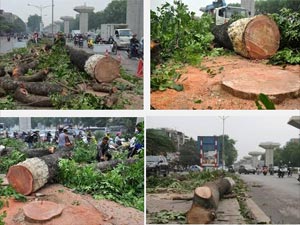 Cười 24h - Clip hát chế “Tình lỡ” phiên bản Cưa cây