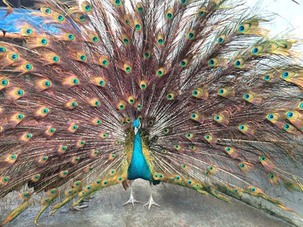 Thị trường - Tiêu dùng - Thu hàng trăm triệu nhờ dàn "vũ công" tuyệt đẹp