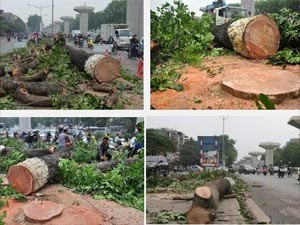 Thơ chế “Tình lỡ” phiên bản Cưa cây