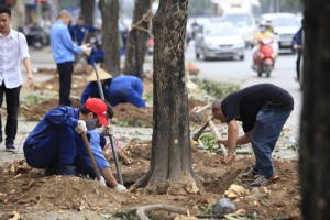 Tin tức trong ngày - Cận cảnh “công trường” đốn cây ở Thủ đô