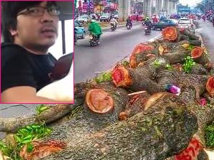 Bạn trẻ - Cuộc sống - Clip: "Giáo sư Xoay" hát tiếc nhớ hàng cây xanh Hà Nội