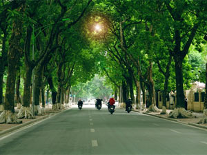 Bạn trẻ - Cuộc sống - Nồng Nàn Phố làm thơ tặng 6.700 cây xanh bị "khai tử"