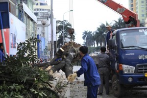 Tin tức trong ngày - GS Nguyễn Lân Dũng: “6.700 cây bị chặt hạ là số quá lớn”