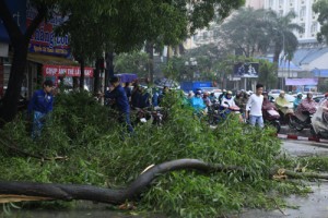 Tin tức trong ngày - Hà Nội dừng chặt hạ cây xanh