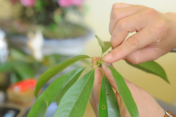 Tin tức trong ngày - Chọn Vàng tâm, Hà Nội "trồng nhầm" cây “gỗ bút chì”?