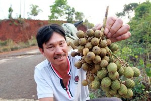 Thị trường - Tiêu dùng - Dân bỏ rẫy vào rừng tìm trái mây xuất Trung Quốc