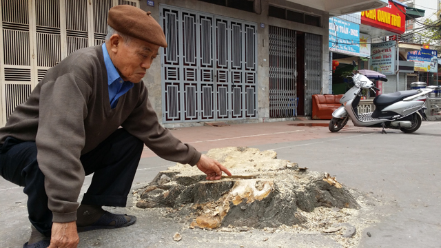 Tin tức Việt Nam - Hàng chục cây xanh nhiều năm tuổi ở Hạ Long bị đốn hạ