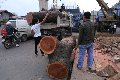 PGĐ Sở Xây dựng HN nói gì khi phải kiểm điểm vì vụ chặt cây?