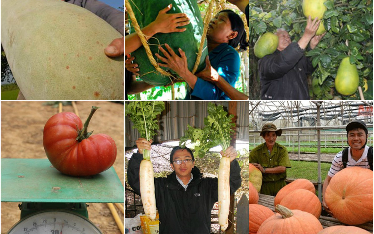 Thị trường - Tiêu dùng - Những trái to quả "khủng" siêu "độc" trên đất Việt