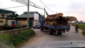 Tin tức trong ngày - Theo dấu cây xanh vừa bị đốn hạ ở Thủ đô