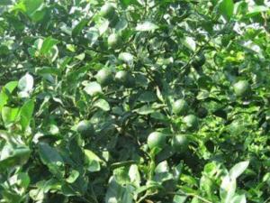 Cẩm nang tìm việc - Kỹ sư đút túi trăm triệu từ vườn chanh hoa tím