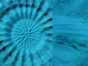 Phi thường - kỳ quặc - Video: Cá Fugu tạo bức tranh tuyệt đẹp từ cát dưới đáy biển