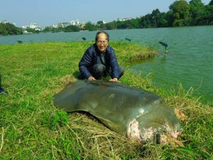 Tin tức trong ngày - Thực hư thông tin cụ rùa Hồ Gươm qua đời