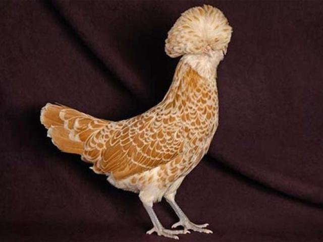 Thị trường - Tiêu dùng - Săn sản vật “độc” biếu sếp vào dịp Tết