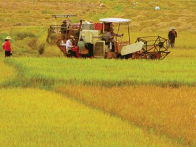 Thị trường - Tiêu dùng - Nông nghiệp năm 2015: Sức bật trong khó khăn "kép"