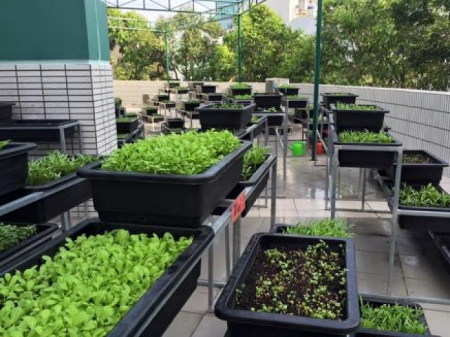 Giáo dục - du học - Thêm một trường học làm vườn rau sạch cho học sinh