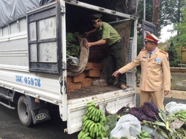 Thị trường - Tiêu dùng - Xe tải “ngụy trang” gỗ lậu quý hiếm dưới những buồng chuối