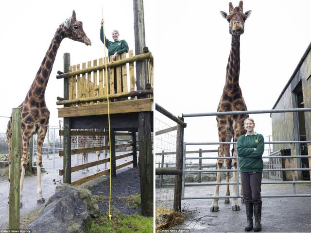 'Choáng' với chú hươu cao cổ cao nhất thế giới