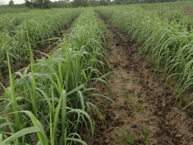 Tin tức trong ngày - Làm cỏ mía, 2 cha con bị sét đánh chết