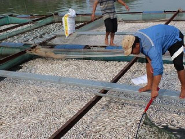 Thị trường - Tiêu dùng - Cá chết trắng bè, dân trắng tay