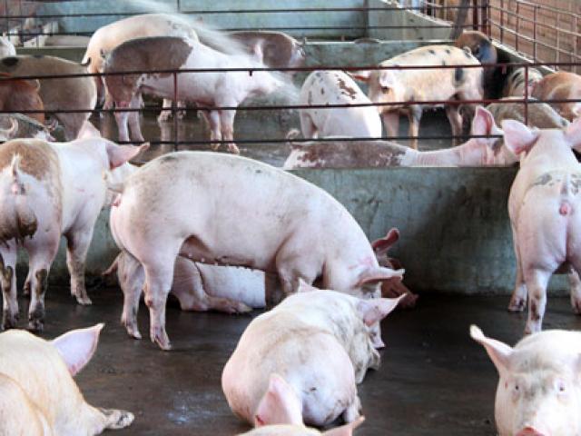 Thị trường - Tiêu dùng - Khống chế hoàn toàn nguồn cung chất cấm cho chăn nuôi!?