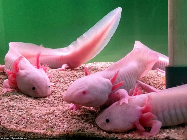 Phi thường - kỳ quặc - Bộ sưu tập kỳ giông nhiều màu sắc cực hiếm ở Trung Quốc