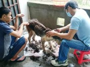 Tin tức trong ngày - Chàng trai Hà Tĩnh thuê trọ cứu chó mèo bị bỏ rơi ở Huế