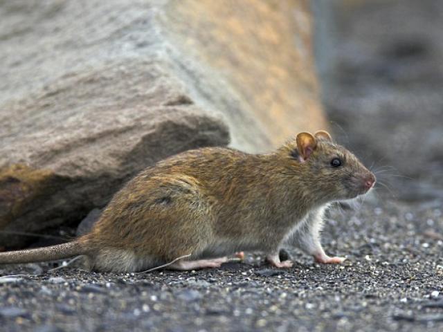 Thế giới - Mexico: Bé 4 tháng tuổi bị chuột gặm chết