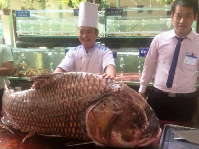 Tin tức Việt Nam - TP.HCM: Chi gần nửa tỷ mua cá hô "khủng", nặng 130kg