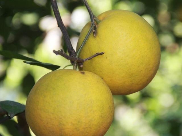 Thị trường - Tiêu dùng - "Đệ nhất cam" Xã Đoài 4 USD/quả vẫn khan hàng dịp Tết