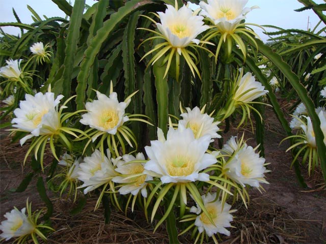 Thị trường - Tiêu dùng - Thương lái Trung Quốc ồ ạt mua bông thanh long