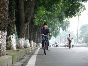 Tin tức trong ngày - HN sắp chặt hạ, đánh chuyển hàng cây cổ thụ phố Kim Mã