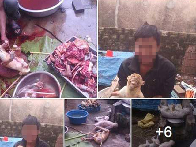 Tin tức trong ngày - "Đăng ảnh cổ súy hành vi giết khỉ cũng phải phạt nặng"