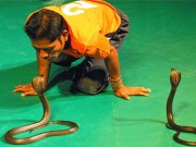 “Hàng độc” làm thuốc