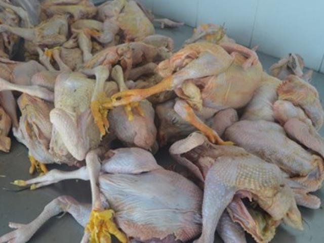 Thị trường - Tiêu dùng - Hàng trăm con gà bốc mùi, rỉ nước trên xe khách