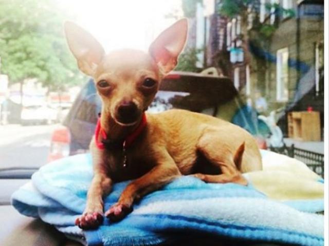 Bạn trẻ - Cuộc sống - Nhẫn tâm giết chó của bạn gái vì không muốn đưa đi dạo