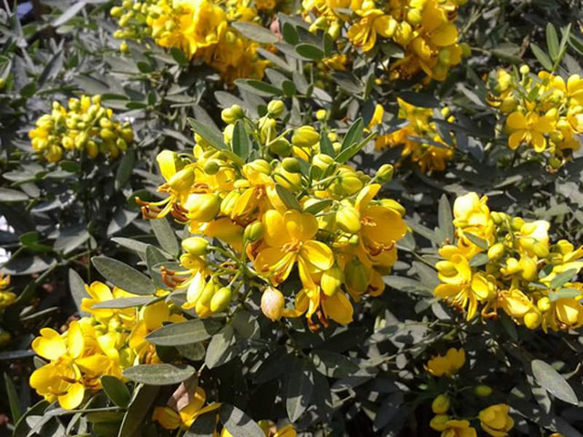 Thị trường - Tiêu dùng - Sa Đéc lên cơn "sốt" với hoa lạ đón Tết