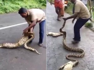 Video: Dùng tay không ép trăn nôn con mồi ra khỏi bụng